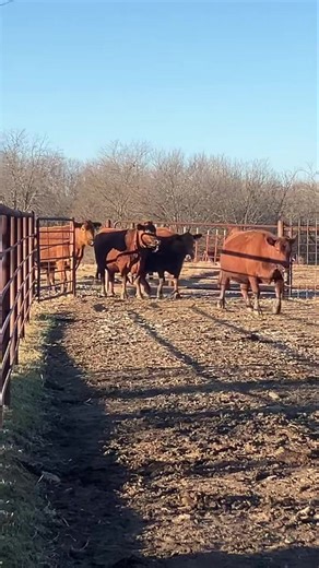 (34) Big, stout, 4-7 yr old Red Angus cows heavy bred to Reg. Red Angus Bulls. Selling next Saturday Feb. 21st at Holdenville Livestock’s Special Stock Cow and Breeding Bull sale! | Holdenville Livestock Market