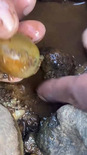 I found Yellow Sapphire or Citrine ,very confusing #gemhunting #rockhunting #gemstone #crystalfinding #naturetreasure #gemdiscovery #mineralhunter #crystaladdict #gemlover #naturalstone #geologyfun #rawgemstone #gemcollecting #gemvibes #earthtreasure | Gemstone hunter