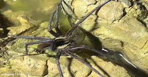 Video Captures The Moment A Spider Catches A Fish And Eats It | GreaterGood