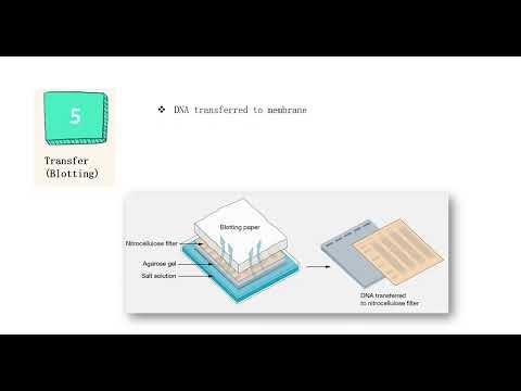 Southern blotting technique