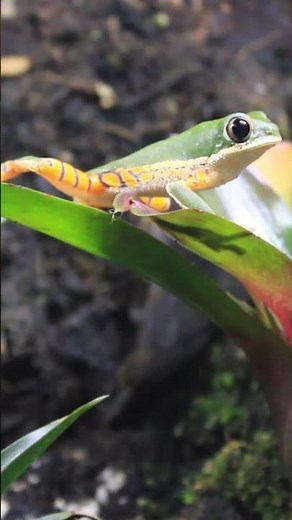 Tiger Legged Monkey Tree Frog!