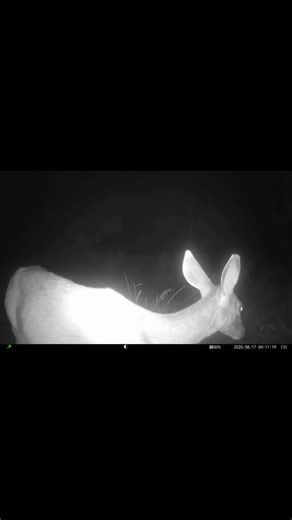 Mule Deer Close-Up on Trail Cam | Utah Wildlife