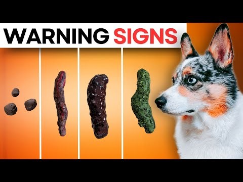 Does Your Dog's Poop Look Like This? (Signs They May Not Be Healthy)