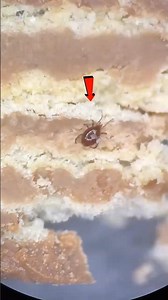 😱 New Species Discover!.. Don't skip
