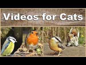 Videos for Cats to Watch : The Ultimate Birds and Squirrels Video - 2 HOURS