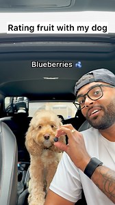 253K views · 91K reactions | She did not hold back  #dogs #puppylove #minicockapoo | Luna The Mini Cockapoo | Facebook