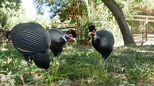The one with the new friends. As teachers and students gear up to see new faces this school year, animals at Houston Zoo are also making new “friends.” Three guineafowls named Ross, Rachel, and Joey, made their public debut and join our blue duikers, a pair of African spur thighed tortoises, and a pair of Stanley cranes in the exhibit. Read more: bit.ly/3E6YkhF | Houston Zoo