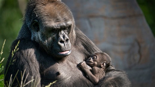 Michigan's popular zoos: 5 to visit in state