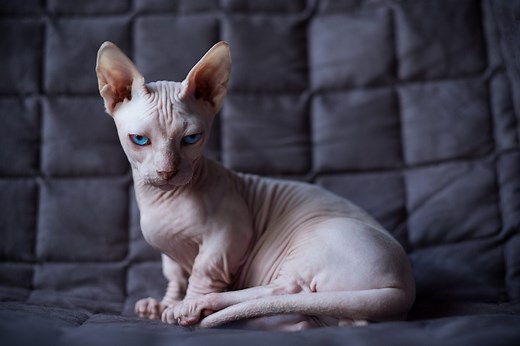 31 Ugly Cats That Are Still Super Cute