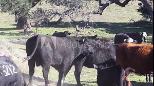Bull mating with mother cow as she runs away in slow motion