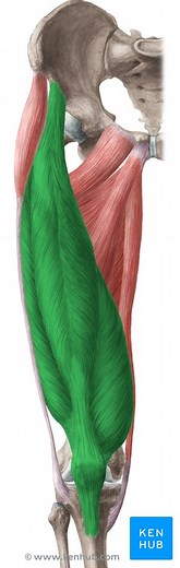 Musculus quadriceps femoris