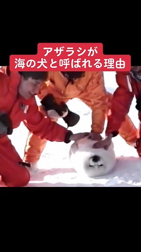 #警戒心0 #アザラシ#cute #南極調査員の癒し #seal #dog #uma #ufo #sea #未確認生物 #未確認生命体 #カワシバ #カワウソと見る生き物 #カワウソと見る生き物