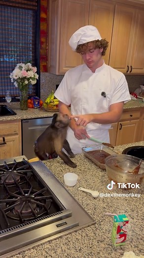 Making Brownies with a Monkey 🧑‍🍳🐒 #fyp #dexthemonkey #baking | monkey pet