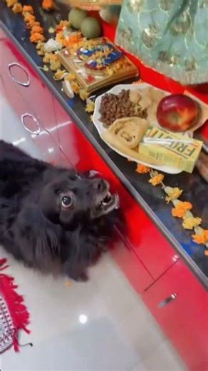 Dog Protecting Mata Rani’s Prasad 😱🐶 Jai Mata Di #shorts