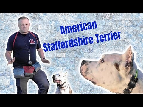 AMSTAFF Off-Leash E-COLLAR!