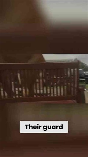 Bullmastiff daytime buddy, nighttime guard