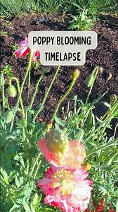 🌸 Poppy Blooming Timelapse: Watch these Poppies "Pop" Open!