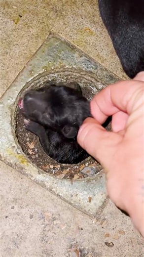 467K views · 19K reactions | She heard them crying for Mama — so she went inside ❤️‍啕 We talked to Selina about how she kept feeding a pregnant stray dog, and then decided to bring her entire litter of puppies home with her! Follow Selina on Instagram to inquire about adoption: https://thedo.do/SkinsBuem | The Dodo | Facebook