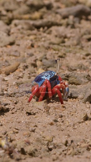 32K views · 188 reactions | Tetragonal Fiddler Crab #sand #underwater #nature #wildlife #crab #mud #stones #beautiful HA94256 | HAWI Studios | Facebook