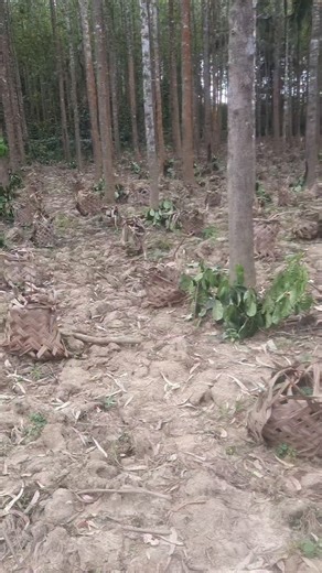 Sagar mp | #coffeeplantation | Instagram