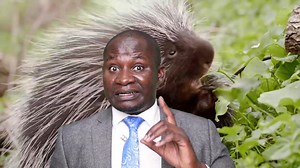 Did you know that porcupine is one of the most friendly animals? | Kelly Inspiration