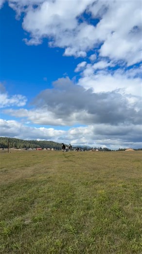 Taking the Clydesdales to a new pasture, worth watching until the end. | Clydesdale Outpost