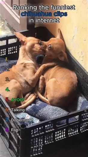Ranking the funniest chihuahua videos in internet #funny #viral #ranking