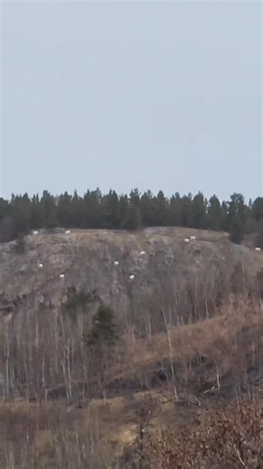 331 reactions · 16 shares | The great Mountain Goat morning move! As...