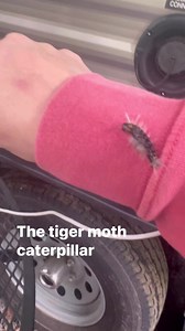 3.9K views · 23 reactions | The tiger moth caterpillar, AKA, yellow wooly bear, is non-poisonous, and cute as what you’d imagine a yellow wooly bear would be. #Nature #caterpillar #Tigermoth #mountainliving #outdoorliving #autumnvibes | Kelly Daspit | Facebook