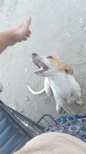 animals lover #dog #dogs #dogshorts #animals #animal #doglife #shorts #shortsviral