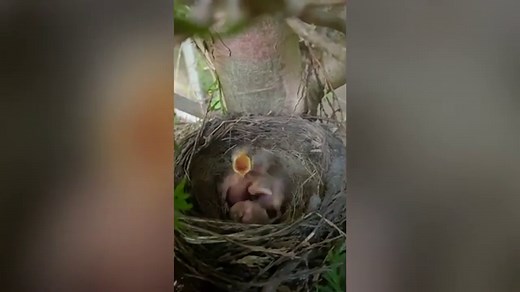 Mum shocked to find nest of baby birds while cutting back tree