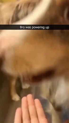 Funny and cute dogs compilation 🤣… #funnydog #funnypet #cutedog #dogsoftiktok #doglover