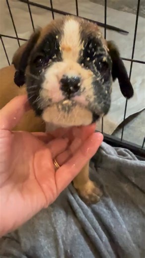 So cute 殺 | Boxer puppies for adoption in New Jersey | Facebook