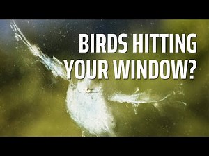 Stop Birds From Hitting Your Windows