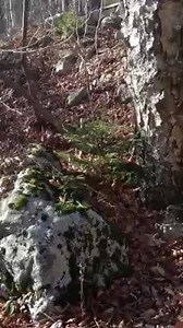 42 reactions · 4 comments | Beautiful footage of Roaring Creek, located in the Roaring Plains West Wilderness Area, taken by our Land Conservation Practitioner Mike Powell. Where will you go over the holiday season? | West Virginia Nature Conservancy | Facebook