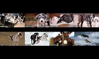 Mix of 8 videos from youtube : Service Dog Project + Brown Bears