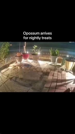 #opossum #treats #night #wildlife #florida