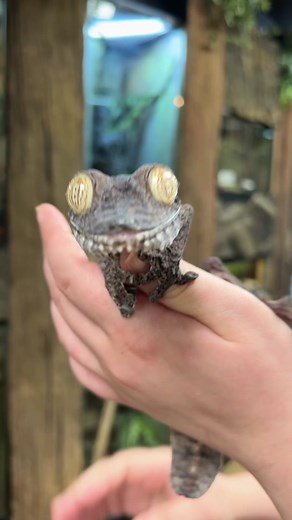 Discover the Fascinating Common Flat-Tailed Gecko
