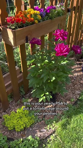 Support for Peonies: Using Tomato Cages for Bushy Flowers