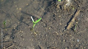 Close-up view insect Larva third instar Triops longicaudatus flattened shield-like. Chaotic motion of an insect in a pool of water