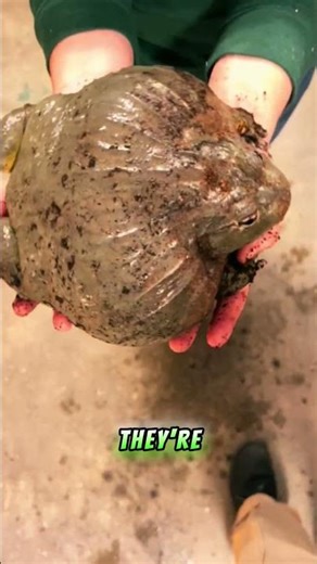 African Bullfrog #shorts