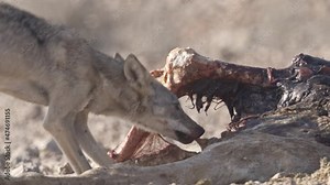 Close-up of an Arabian wolf adult female eating carcass of a dead horse