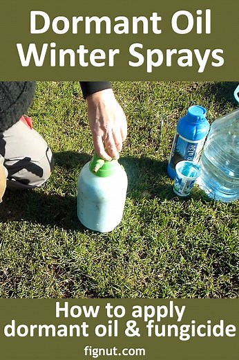 Dormant Oil Sprays On Fruit Trees (With Photos & Videos) - FigNut