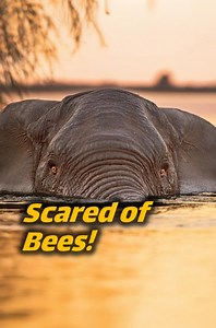 726K views · 7.4K reactions | Elephants are afraid of bees because they sting sensitive areas like their eyes and ears!  Learn how farmers are using beehive fences to protect crops while keeping elephants safe. #Elephants #Bees | Animal Doozy | Facebook