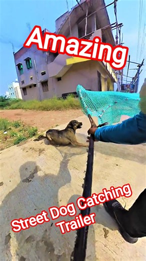 Davangere City Dog Catching Fails Trailer #trailer #dog #streetdogrevival #amazing #fail