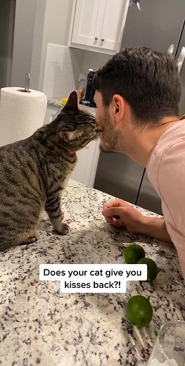 Cats Kissing Humans: Heartwarming Interaction