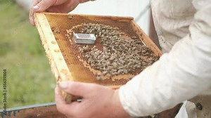 Introducing a new female bee queen into a hive with bee for habitation and further breeding. Close up no faces plan. Beekeeping and apiculture concept. Beekeeper at work.