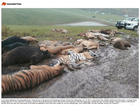 Zanesville Massacre 18 tigers 17 lions 3 cougars gunned down | Big Cat Rescue | Wild cats in the wild: Our mission, their future.