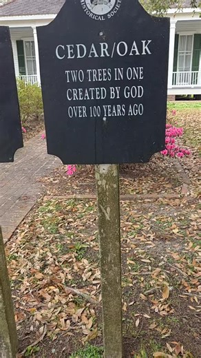 Cory Bech (@cory.bech)’s video of Under The Oak Tree