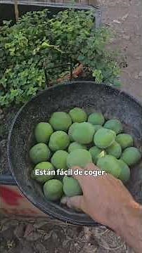 Sapote!! #garden #organicfarming